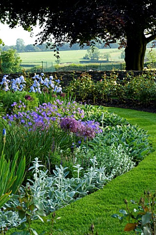 THE_OLD_RECTORY__HASELBECH__NORTHAMPTONSHIRE_SUMMER_BORDER_BESIDE_GRASS_WITH_ALLIUM_CHRISTOPHII__GER