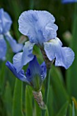 THE OLD RECTORY  HASELBECH  NORTHAMPTONSHIRE: CLOSE UP OF BLUE FLOWER OF BEARDED IRIS JANE PHILLIPS
