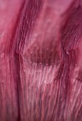 THE OLD RECTORY  HASELBECH  NORTHAMPTONSHIRE: ABSTRACT CLOSE UP OF THE FLOWER OF PAPAVER ORIENTALE PATTYS PLUM. POPPY  FULL SUN. TEXTURE  PORTRAIT  HERBACEOUS  PETAL  PETALS
