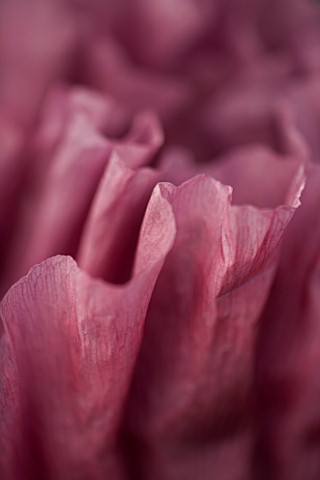 THE_OLD_RECTORY__HASELBECH__NORTHAMPTONSHIRE_ABSTRACT_CLOSE_UP_OF_THE_FLOWER_OF_PAPAVER_ORIENTALE_PA