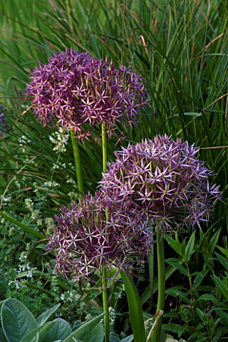 THE_OLD_RECTORY__HASELBECH__NORTHAMPTONSHIRE_CLOSE_UP_OF_THE_FLOWERS_OF_ALLIUM_CHRISTOPHII_ONION__BU
