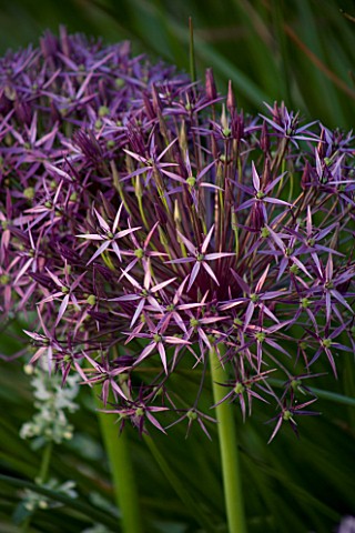 THE_OLD_RECTORY__HASELBECH__NORTHAMPTONSHIRE_CLOSE_UP_OF_THE_FLOWER_OF_ALLIUM_CHRISTOPHII_ONION__BUL