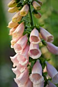 THE OLD RECTORY  HASELBECH  NORTHAMPTONSHIRE - CLOSE UP OF PINK FLOWERS OF DIGITALIS SUTTONS APRICOT