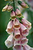 THE OLD RECTORY  HASELBECH  NORTHAMPTONSHIRE - CLOSE UP OF PINK FLOWERS OF DIGITALIS SUTTONS APRICOT