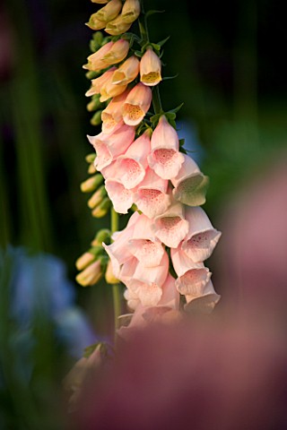 THE_OLD_RECTORY__HASELBECH__NORTHAMPTONSHIRE__CLOSE_UP_OF_PINK_FLOWERS_OF_DIGITALIS_SUTTONS_APRICOT