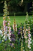 THE OLD RECTORY  HASELBECH  NORTHAMPTONSHIRE - FLOWERS OF DIGITALIS SUTTONS APRICOT IN THE BORDER