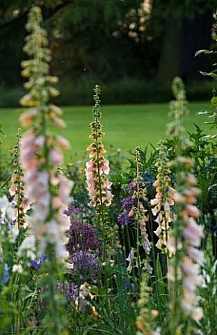 THE_OLD_RECTORY__HASELBECH__NORTHAMPTONSHIRE__FLOWERS_OF_DIGITALIS_SUTTONS_APRICOT_IN_THE_BORDER