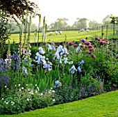 THE OLD RECTORY  HASELBECH  NORTHAMPTONSHIRE - LAWN  SHEEP IN FIELD AND HERBACEOUS BORDER PLANTED WITH IRIS JANE PHILLIPS  DIGITALIS SUTTONS APRICOT & PAPAVER PATTYS PLUM