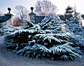 FROSTED MIXED CONIFERS IN FRONT OF THE MAIN ENTRANCE TO HAZELBURY MANOR GARDEN  WILTSHIRE