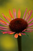 CLOSE UP OF FLOWER OF ECHINACEA SUNDOWN WITH ACHILLEA MOONSHINE BEHIND.