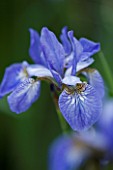 CLOSE UP OF FLOWER OF IRIS SIBIRICA PAPILLON. BLUE