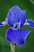CLOSE UP OF FLOWER OF IRIS SIBIRICA SILVER EDGE. BLUE