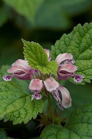 CLOSE_UP_OF_FLOWERS_OF_LAMIUM_ORVALA