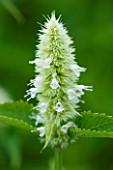 CLOSE UP OF FLOWER OF AGASTACHE RUGOSA ALBA