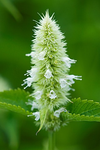 CLOSE_UP_OF_FLOWER_OF_AGASTACHE_RUGOSA_ALBA