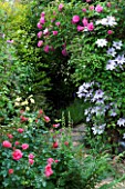 AMELIA HEATH GARDEN  1  CROSS VILLAS  SHROPSHIRE: PATH BESIDE THE BACK OF THE HOUSE WITH CLEMATIS NELLY MOSER  ROSE ZEPHERIN DROUHIN  ROSE BERKSHIRE