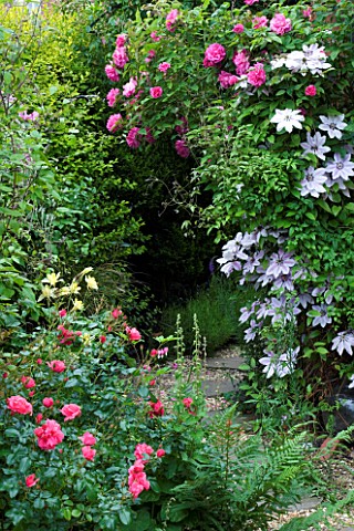 AMELIA_HEATH_GARDEN__1__CROSS_VILLAS__SHROPSHIRE_PATH_BESIDE_THE_BACK_OF_THE_HOUSE_WITH_CLEMATIS_NEL
