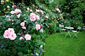 AMELIA HEATH GARDEN  1  CROSS VILLAS  SHROPSHIRE: THE SECRET GARDEN. A PLACE TO SIT - WOODEN TABLE AND CHAIRS ON LAWN SURROUNDED BY ROSA NATALIE NYPELS