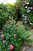 AMELIA HEATH GARDEN  1  CROSS VILLAS  SHROPSHIRE: SIDE ALLEY WITH GRAVEL PATH SURROUNDED BY CLEMATIS NELLY MOSER  ROSE ZEPHERIN DROUHIN  ROSE BERKSHIRE