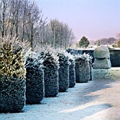 FROSTED YEW TOPIARY COLUMNS BESIDE THE LIME WALK AT HAZELBURY MANOR GARDEN  WILTSHIRE