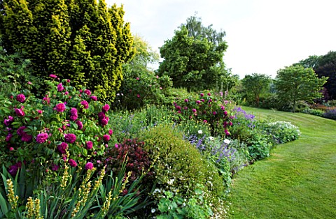 MARINERS_GARDEN__BERKSHIRE_DESIGNER_FENJA_ANDERSON__LAWN_AND_HERBACEOUS_BORDER_WITH_ROSE_CHARLES_DE_