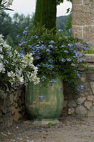 DESIGNER_DOMINIQUE_LAFOURCADE__PROVENCE__FRANCE__GREEN_CONTAINER_PLANTED_WITH_PLUMBAGO