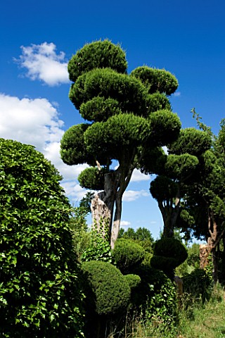 PROVENCE__FRANCE_GARDEN_OF_MARCO_NUCERA_BEAUTIFULLY_CLIPPED_TREES_BY_MARCO_NUCERA_AGAINST_BLUE_SKY