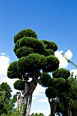 PROVENCE  FRANCE. GARDEN OF MARCO NUCERA. BEAUTIFULLY CLIPPED TREES BY MARCO NUCERA AGAINST BLUE SKY