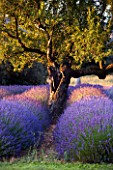 DESIGNER ALAIN DAVID IDOUX - MAS BENOIT  PROVENCE  FRANCE. LAVENDER TRIANGLE AND ALMOND TREE IN EARLY MORNING LIGHT