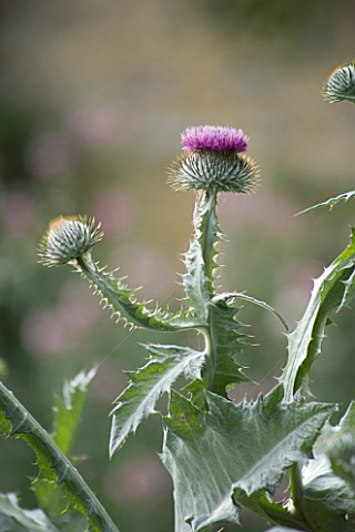 SILVER_FOLIAGE_AND_PINK_FLOWER_OF_SCOTCH_THISTLE__ONOPORDUM_ACANTHIUM_AT_THE_OLD_RECTORY___MIXBURY__
