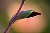 PETTIFERS  OXFORDSHIRE: CLOSE UP OF EMERGING BUD OF GLADIOLUS PAPILIO RUBY