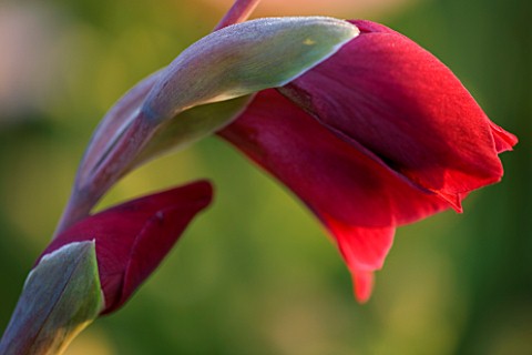 PETTIFERS__OXFORDSHIRE_CLOSE_UP_OF_EMERGING_BUD_OF_GLADIOLUS_PAPILIO_RUBY
