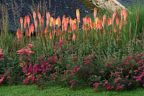 PETTIFERS__OXFORDSHIRE_BORDER_WITH_ACHILLEA_SAMMETRIESE_AND_KNIPHOFIA_TIMOTHY