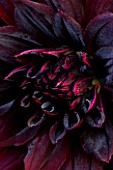 PETTIFERS  OXFORDSHIRE: PETALS OF THE DARK RED DAHLIA RIP CITY. TUBER  ABSTRACT  CLOSE UP  FLOWER