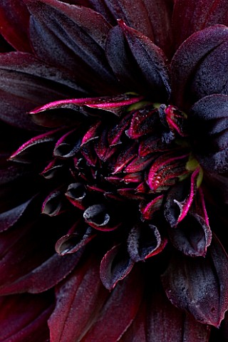 PETTIFERS__OXFORDSHIRE_PETALS_OF_THE_DARK_RED_DAHLIA_RIP_CITY_TUBER__ABSTRACT__CLOSE_UP__FLOWER