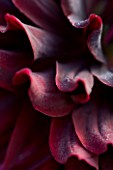 PETTIFERS  OXFORDSHIRE: PETALS OF THE DARK RED DAHLIA RIP CITY. TUBER  ABSTRACT  CLOSE UP  FLOWER