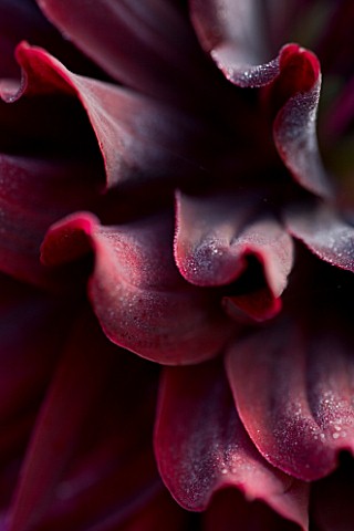 PETTIFERS__OXFORDSHIRE_PETALS_OF_THE_DARK_RED_DAHLIA_RIP_CITY_TUBER__ABSTRACT__CLOSE_UP__FLOWER