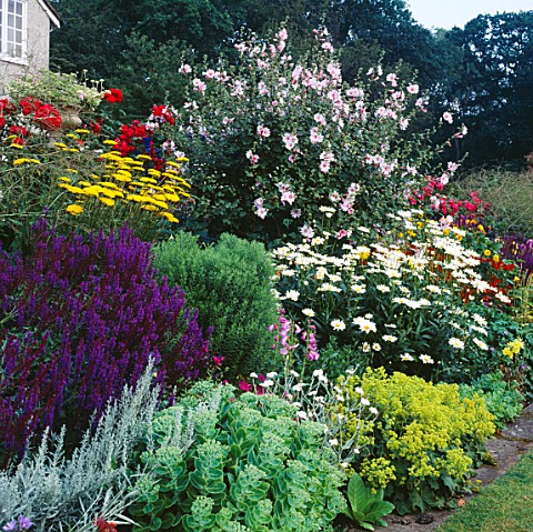THE_HERBACEOUS_BORDER_AT_LITTLE_BOWDEN__BERKSHIRE__WITH_LAVATERA_BARNSLEY__ACHILLEA_AND_ALCHEMILLA_M