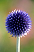 PETTIFERS  OXFORDSHIRE: CLOSE UP OF ECHINOPS RITRO VEITCHS BLUE. FLOWER  BLUE