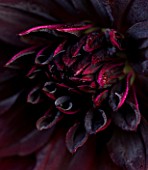 PETTIFERS  OXFORDSHIERE: CLOSE UP OF CENTRE OF DARK RED DAHLIA RIP CITY. SEMI-CACTUS TYPE  TUBER