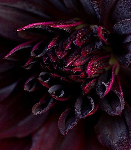 PETTIFERS__OXFORDSHIERE_CLOSE_UP_OF_CENTRE_OF_DARK_RED_DAHLIA_RIP_CITY_SEMICACTUS_TYPE__TUBER