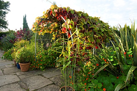 WILKINS_PLECK__STAFFORDSHIRE_HOT_BORDER_AND_ARCH_OF_VITIS_COIGNETIAE_IN_AUTUMNAL_COLOURS