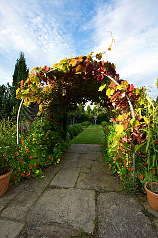 WILKINS_PLECK__STAFFORDSHIRE_STONE_AND_GRASS_PATH_WITH_ARCH_OF_VITIS_COIGNETIAE_IN_AUTUMNAL_COLOURS
