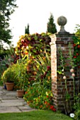 WILKINS PLECK  STAFFORDSHIRE: HOT BORDER WITH BRICK PILLAR AND ARCH OF VITIS COIGNETIAE IN AUTUMNAL COLOURS