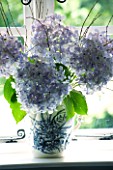 DESIGNER CLARE MATTHEWS  DEVON: BLUE HYDRANGEA FLOWERS IN BLUE AND WHITE VASE IN BEDROOM WINDOWSILL