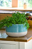 DESIGNER CLARE MATTHEWS  DEVON: BLUE AND WHITE CONTAINER FILLED WITH PARSLEY ON THE KITCHEN TABLE