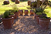 DESIGNER CLARE MATTHEWS: DEVON GARDEN. HERB GRAVEL GARDEN: OUTDOOR SEATING AREA WITH WOODEN BENCH AND GRAVEL AREA WITH HERBS IN LARGE TERRACOTTA CONTAINERS