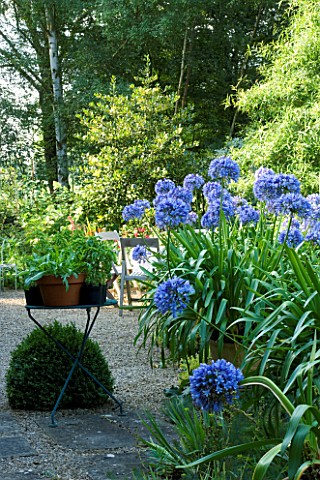 DAVID_HARBER_SUNDIALS_COTTAGE_GRAVEL_GARDEN_WITH_AGAPANTHUS_AND_SMALL_METAL_TABLE_WITH_TERRACOTTA_PO