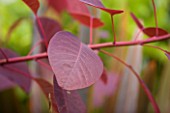 DARREN CLEMENTS GARDEN  STAFFORDSHIRE: CLOSE UP OF DARK RED LEAVES OF COTINUS GRACE