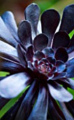 DARREN CLEMENTS GARDEN  STAFFORDSHIRE: CLOSE UP OF BLACK FLOWERS OF AEONIUM ZWARTKOP